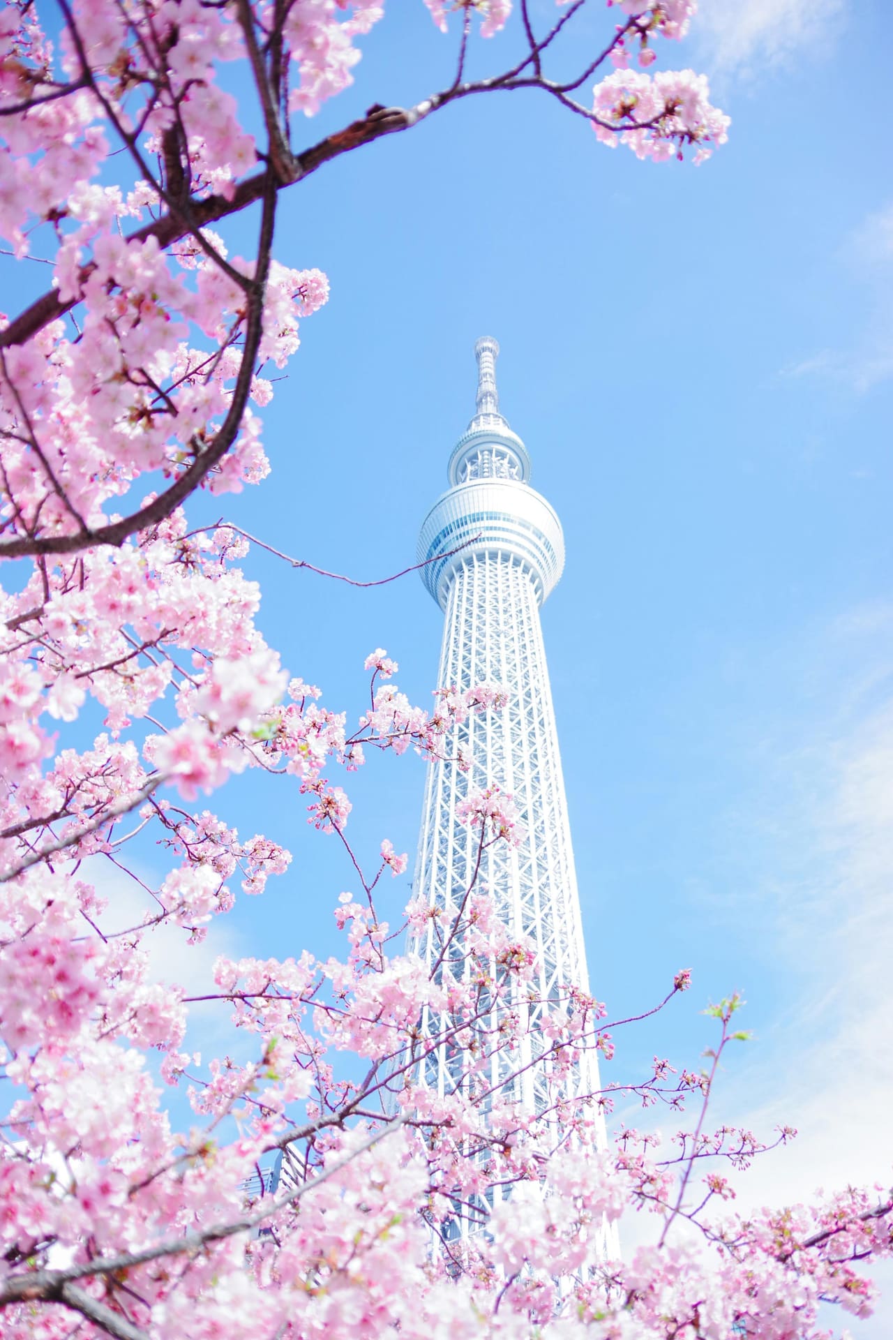 Tokyo Skytree with cherry blossoms